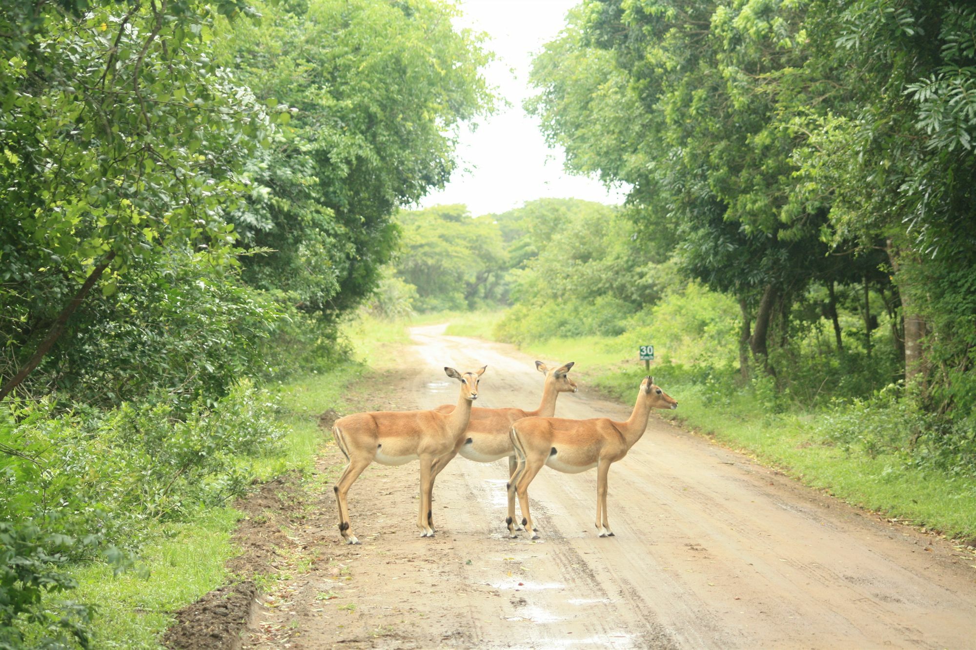 Emdoneni Lodge Hluhluwe Kültér fotó