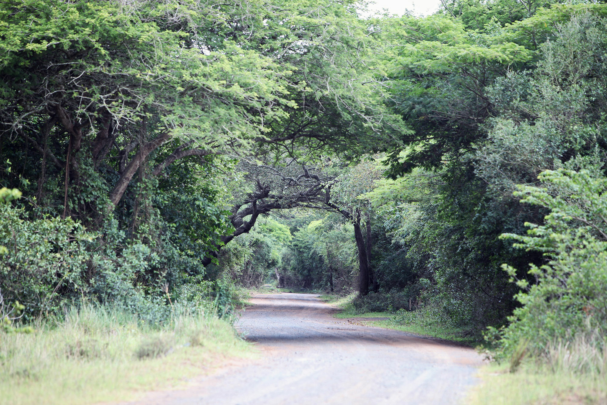 Emdoneni Lodge Hluhluwe Kültér fotó